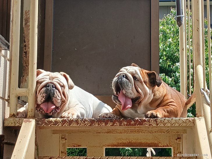 横手久子ブリーダーのブログ：今日は雨なのだ