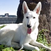 ホワイト・シェパード