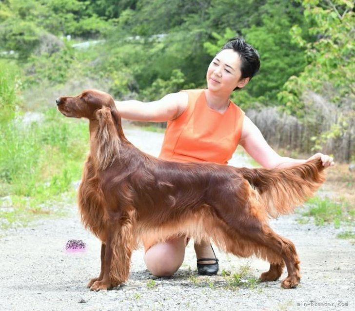 平葭　淳(ひらよし　じゅん)ブリーダー(千葉県・アイリッシュセッターなど・JKC登録)の紹介写真5