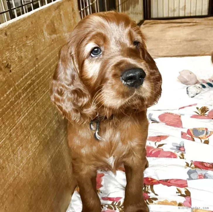ID:2505-06455の子犬