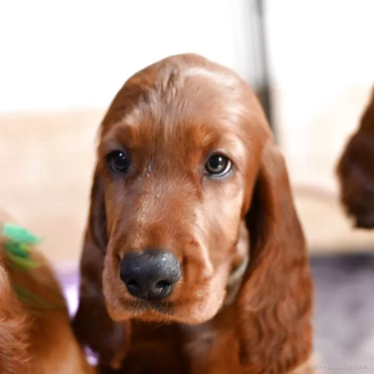ID：2507-03781の子犬