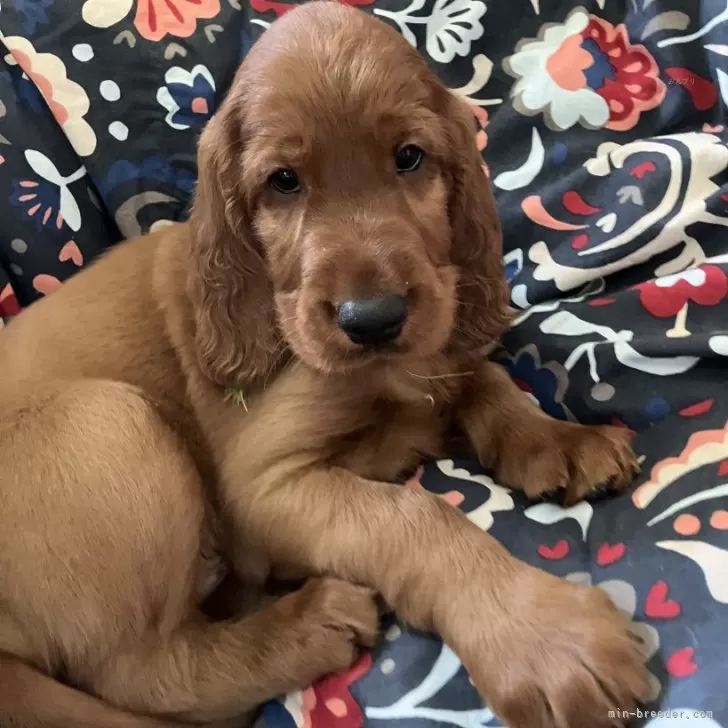 ID：2407-02703の子犬