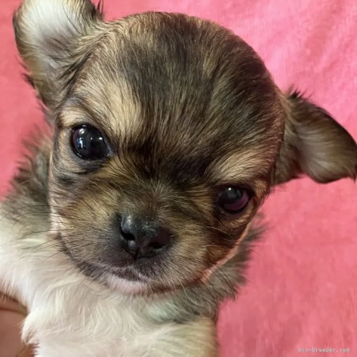 ID：2309-01814の子犬