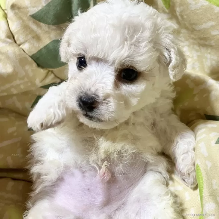 ID：2402-04227の子犬