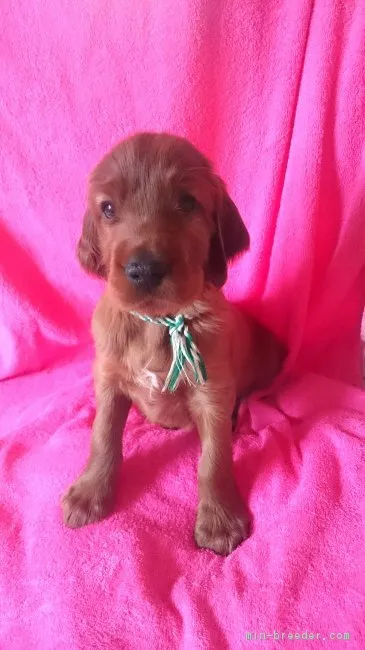 ID:1702-01320の子犬