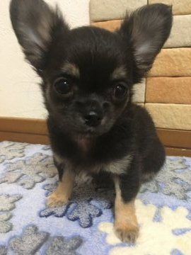 チワワ(ロング)【千葉県・男の子・2019年12月30日・ブラック&タン】の写真「元気な健康赤ちゃん!!!」