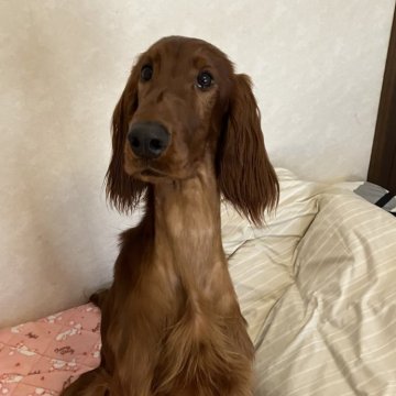 アイリッシュセッター【千葉県・女の子・2023年1月2日・マホガニーレッド】の写真「一歳のアイリッシュセターの女の子！」