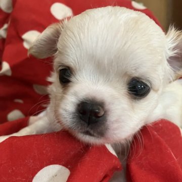 チワワ(ロング)【千葉県・男の子・2023年8月10日・クリーム&ホワイト】の写真「ショークオリティーの可愛い綺麗ホワイトにちクリーム」