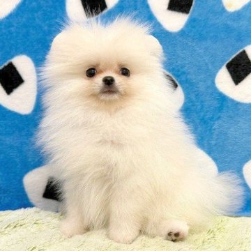 ポメラニアン【和歌山県・男の子・2025年5月27日・クリーム】の写真「♡フワモコで可愛いポメ君です♪　ほぼ真っ白です♡」