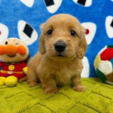ミニチュアダックスフンド(ロング)【和歌山県・男の子・2025年8月16日・ゴールド】の写真「♡可愛いダックスのBABY①♡」