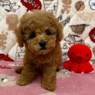 トイプードル(トイ)【和歌山県・女の子・2025年9月30日・オレンジフォーン】の写真「☆お顔の可愛いトイプードルの女の子　Cちゃん☆」