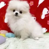 ポメラニアン