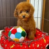 タイニープードル