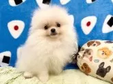 ポメラニアン【和歌山県・男の子・2025年5月27日・クリーム】の写真5