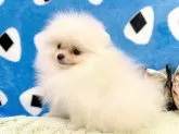 ポメラニアン【和歌山県・男の子・2025年5月27日・クリーム】の写真7
