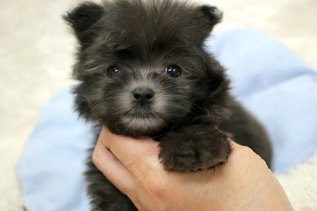 ID：1606-01626の子犬