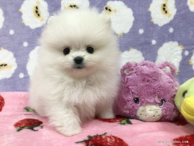 ID：2011-02229の子犬