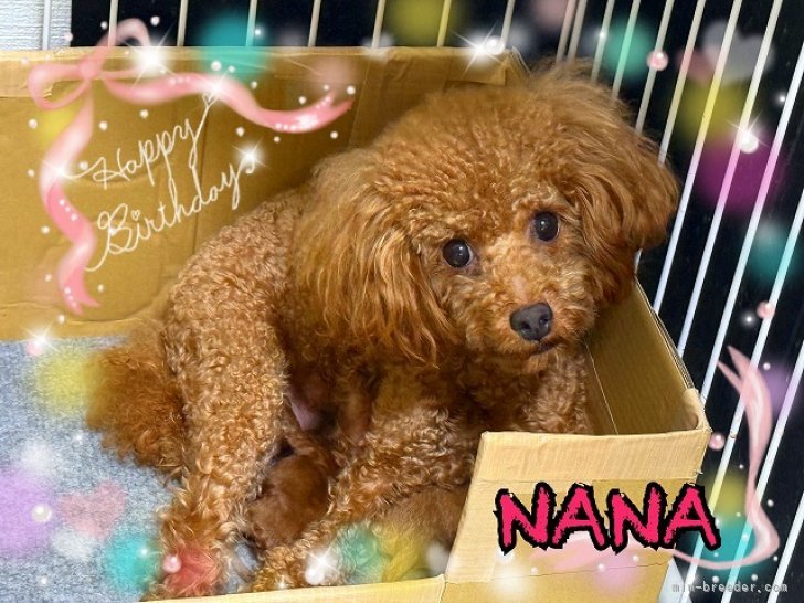 トイプードル(トイ)【・女の子・2023年12月21日・レッドフォーン】「R7年8月22日生まれの仔犬たちとの写真です。」