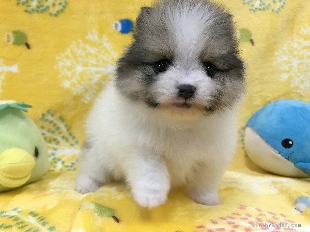 ID:2101-00542の子犬