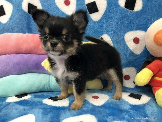 ID:2005-01020の子犬