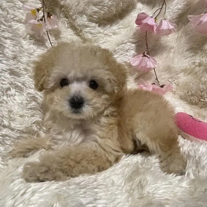 ID：2303-04466の子犬