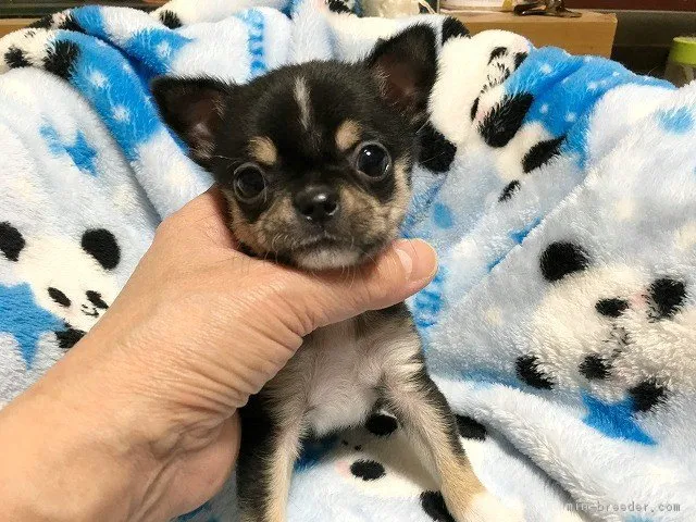 ID：1801-01792の子犬