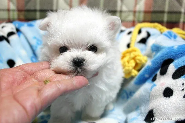 ID：1604-00411の子犬