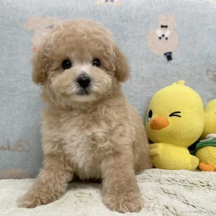 ID:2404-00910の子犬