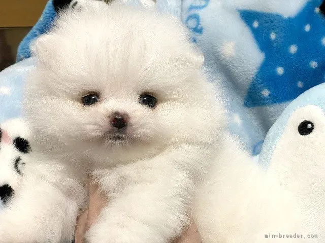 ID：1806-01354の子犬