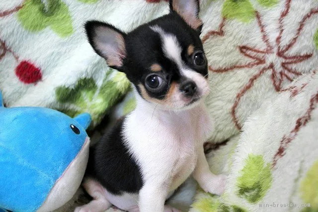 ID:1806-02286の子犬