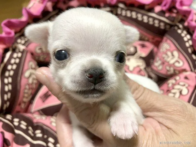 ID:1909-02765の子犬