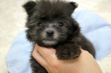 ポメプーです。【和歌山県・男の子・2016年5月13日・シルバー】の写真「」