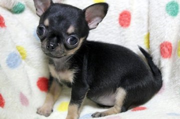 チワワ(スムース)【和歌山県・女の子・2016年6月9日・ブラック&タン】の写真「☆可愛くてチビチビな元気娘！動画あり☆」
