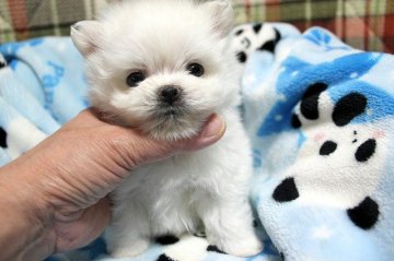 パパは白ポメ!ママはマルチーズ!【和歌山県・男の子・2016年2月22日・ホワイト】の写真「激カワ！一目惚れしますヨ♡」