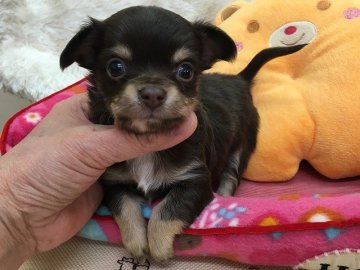 チワワ(ロング)【和歌山県・男の子・2016年2月13日・チョコレート&クリーム】の写真「☆パパはJKC・CHです！☆」