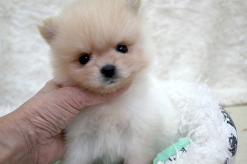 ポメラニアン【和歌山県・男の子・2016年7月13日・クリーム】の写真「☆可愛すぎる動画をアップしました☆」