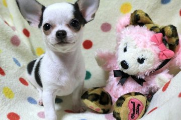 チワワ(スムース)【和歌山県・女の子・2013年4月27日・ホワイト&ブラックタン】の写真「個性的な牛柄ちゃんです♪パパはＪＫＣ・ＣＨ！」