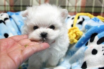 パパは白ポメ!ママはマルチーズ!【和歌山県・男の子・2016年2月22日・ホワイト】の写真「激カワ！一目惚れしますヨ♡」