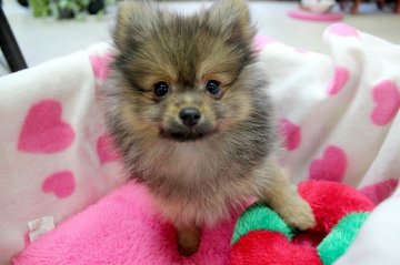 ポメラニアン【和歌山県・女の子・2016年7月12日・オレンジ】の写真「」