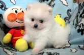 ポメラニアン【和歌山県・男の子・2018年2月6日・クリーム】の写真4