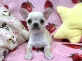チワワ(スムース)【和歌山県・女の子・2020年4月25日・フォーン&クリーム】の写真4