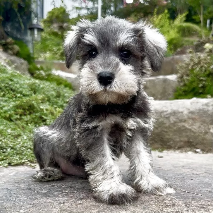 ID:2508-00735の子犬