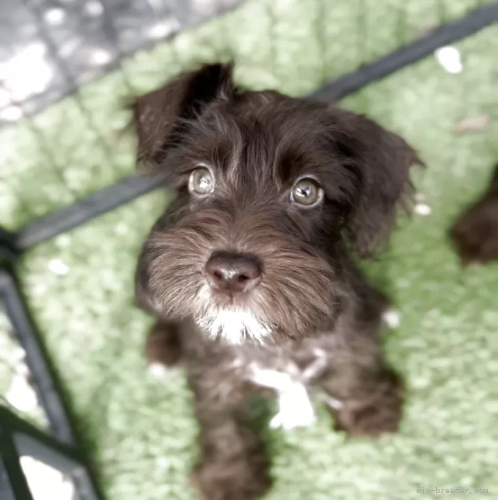 J.N 様のお迎えした子犬