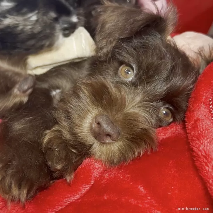 A.M 様のお迎えした子犬