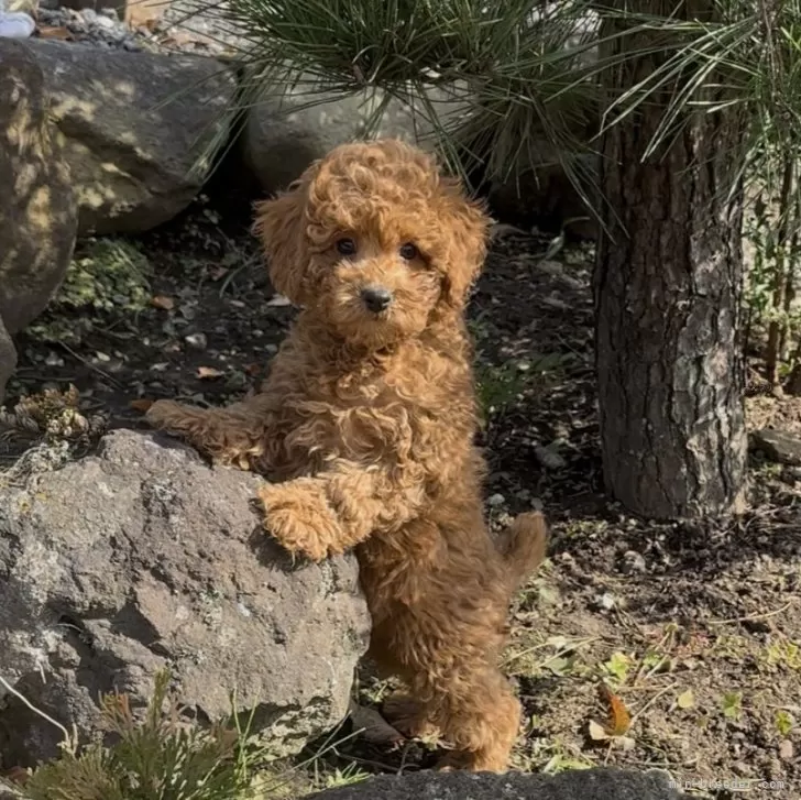 トイプードル(トイ)【群馬県・男の子・2025年8月5日・レッド】の写真1