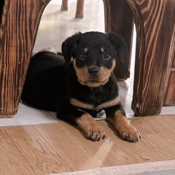 ロットワイラー【群馬県・女の子・2025年9月23日・ブラック&タン】の写真「落ち着いた子なので初めて大型犬を迎える方に最適❣️」