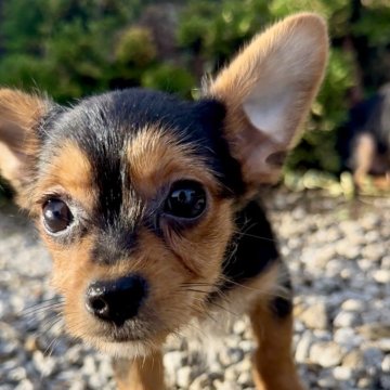 ミックス(チワワ×ヨークシャーテリア)【群馬県・男の子・2025年5月27日・ブラックタン&ホワイト】の写真「大きなお目目で👀ひょっこりした姿が愛おしい❤️」