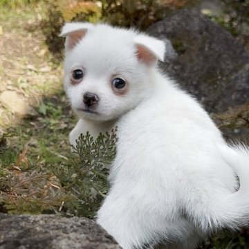 ポメチワ(ポメラニアン×チワワ)【群馬県・男の子・2025年8月23日・ホワイト】の写真「毎日を笑顔にしてくれる、太陽みたいな存在☀️」