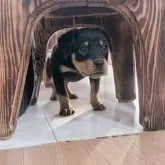 ロットワイラー【群馬県・女の子・2025年9月23日・ブラック&タン】の写真2