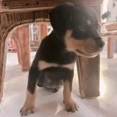 ロットワイラー【群馬県・女の子・2025年9月23日・ブラック&タン】の写真4